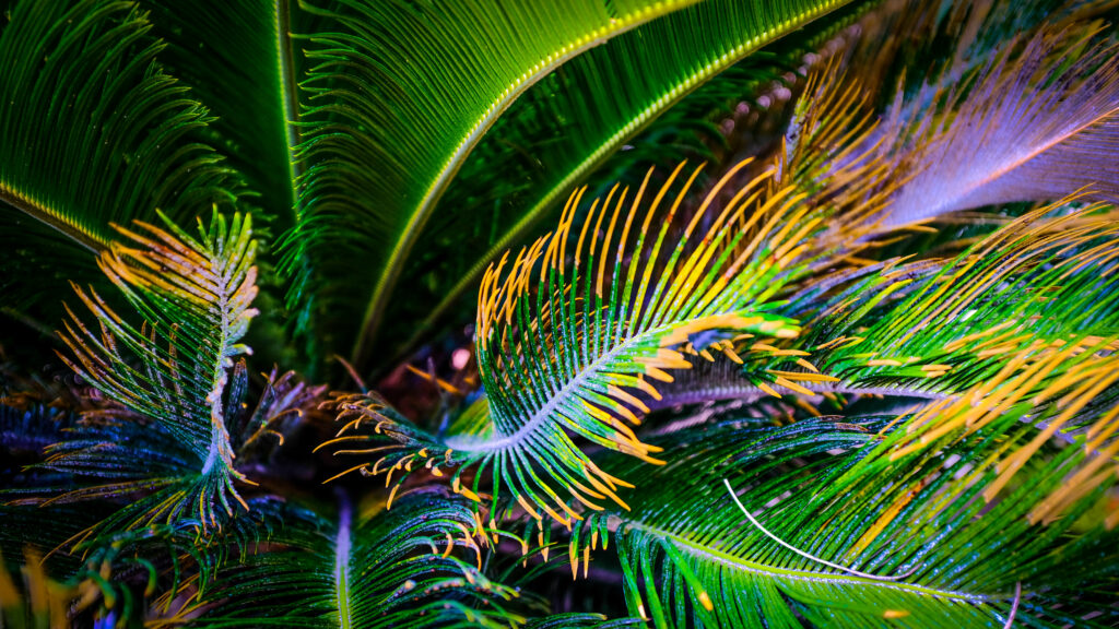 Vibrant Macro Wallpaper: Lush Green & Yellow Palm Tree Leaves