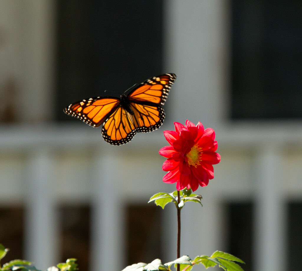 Vibrant Macro Wallpaper: Monarch Butterfly & Blooming Red Flower