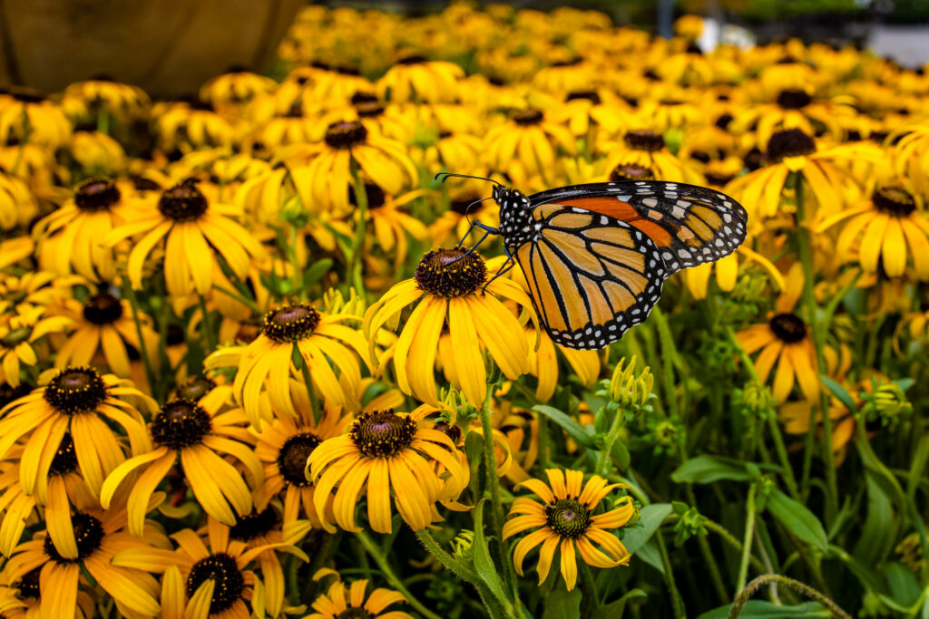 Vibrant Monarch Butterfly on Yellow Rudbeckia - Nature Wallpaper