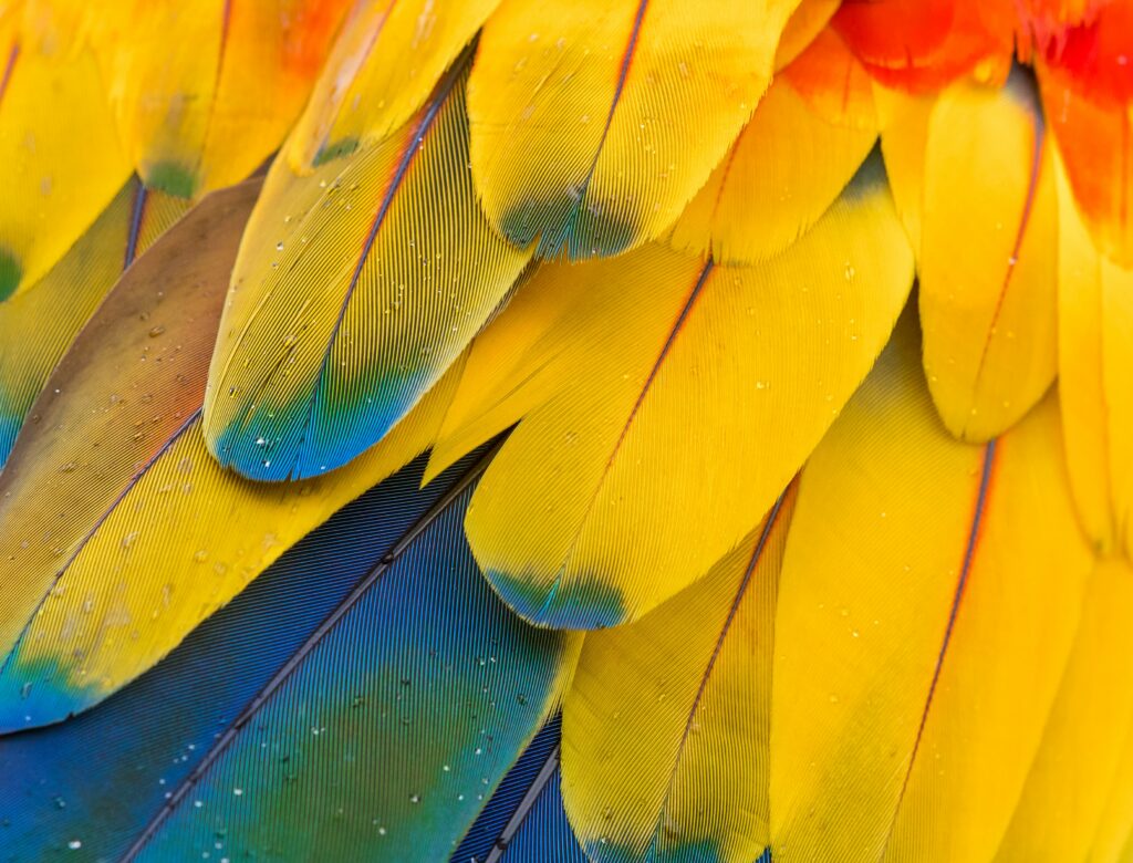 Vibrant Multi-Colored Feather Wallpaper - Bright Macro Background