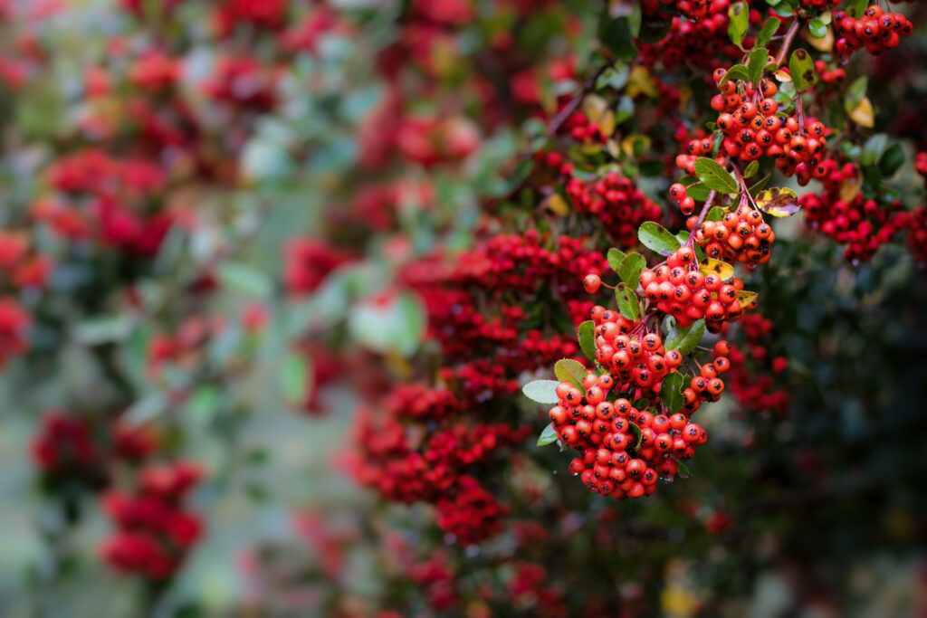 Vibrant Pyracantha Macro Wallpaper with Red Berries and Soft Background