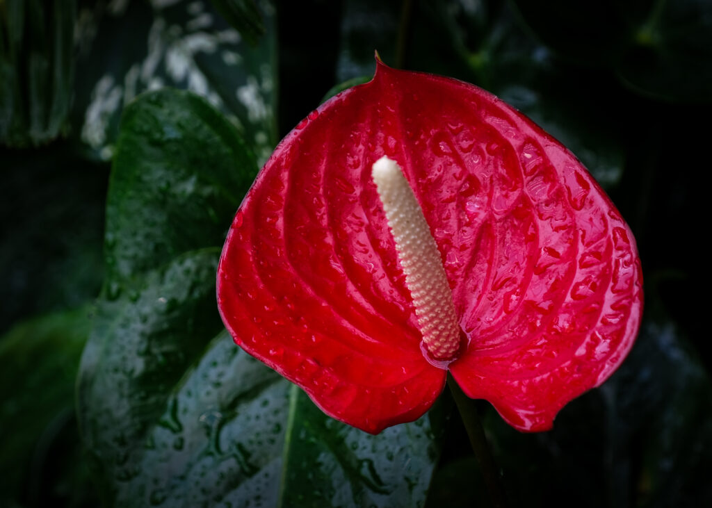 Vibrant Red Anthurium Macro Wallpaper with Water Droplets