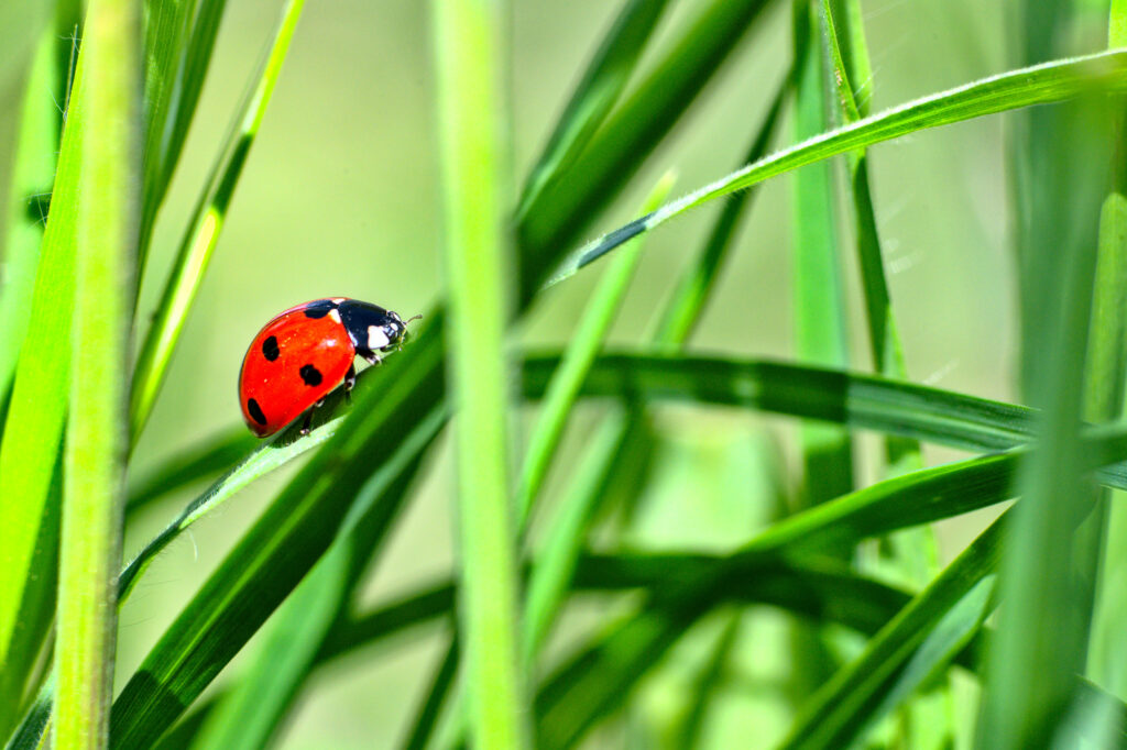 Vibrant Macro Wallpaper: Red Ladybug on Green Grass Background
