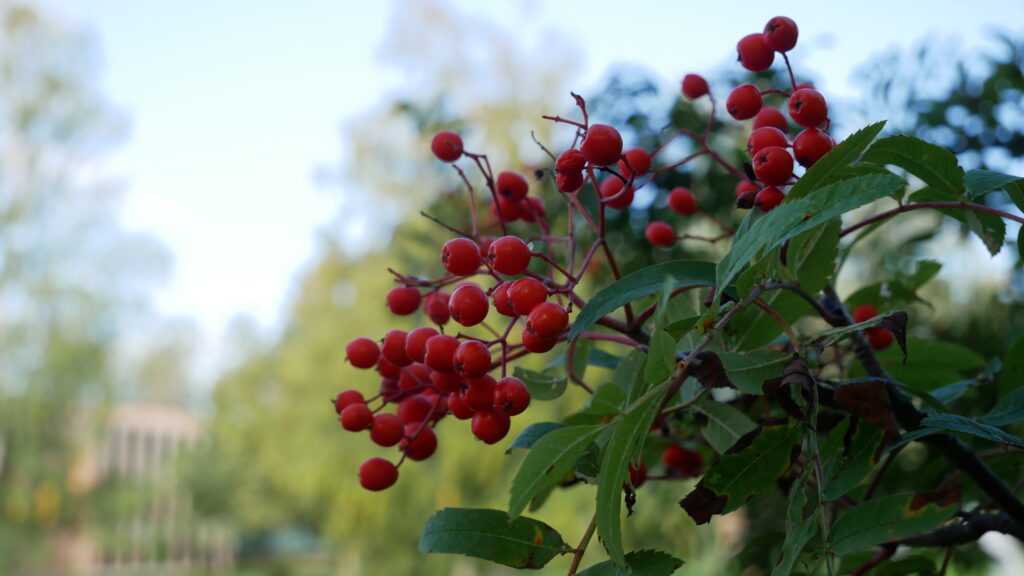 Vibrant Macro Wallpaper: Red Rowan Berries & Lush Green Leaves