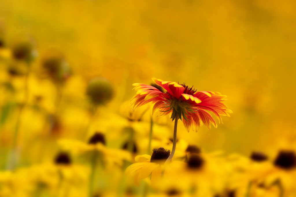 Vibrant Red and Yellow Flower Macro Wallpaper | Serene Background Art