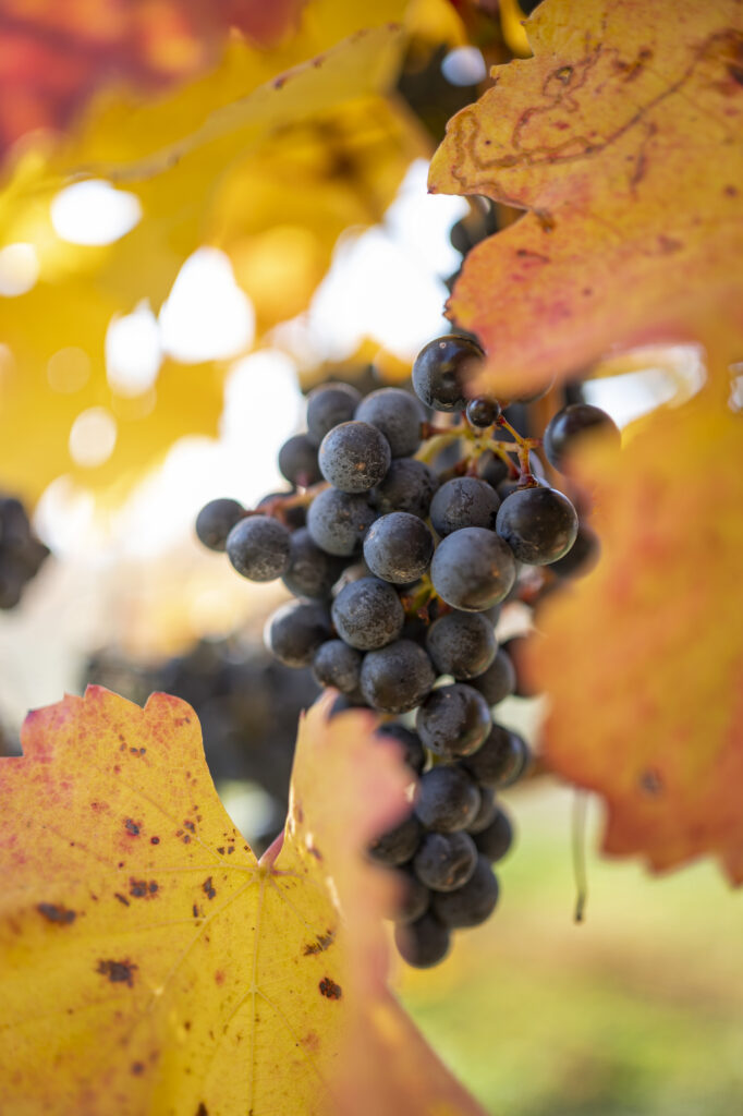 Vibrant Grape Wallpaper: Macro Nature with Golden Yellow Leaves