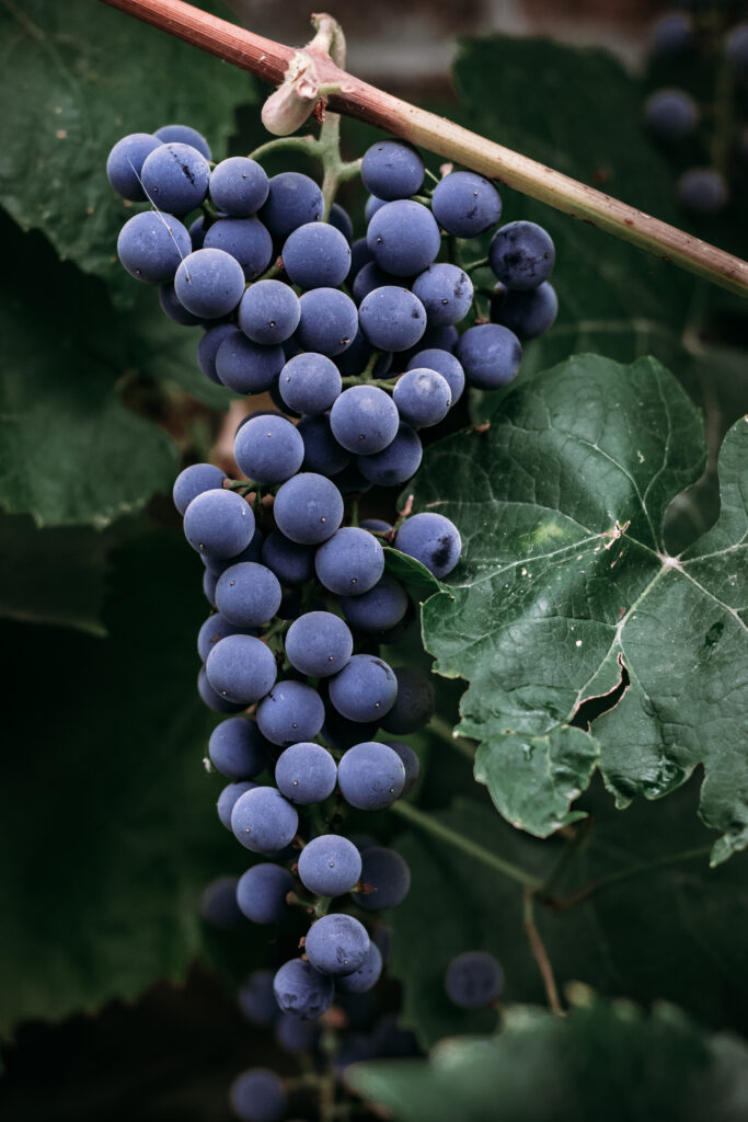 Vibrant Macro Wallpaper: Ripe Purple Grapes & Lush Green Leaves
