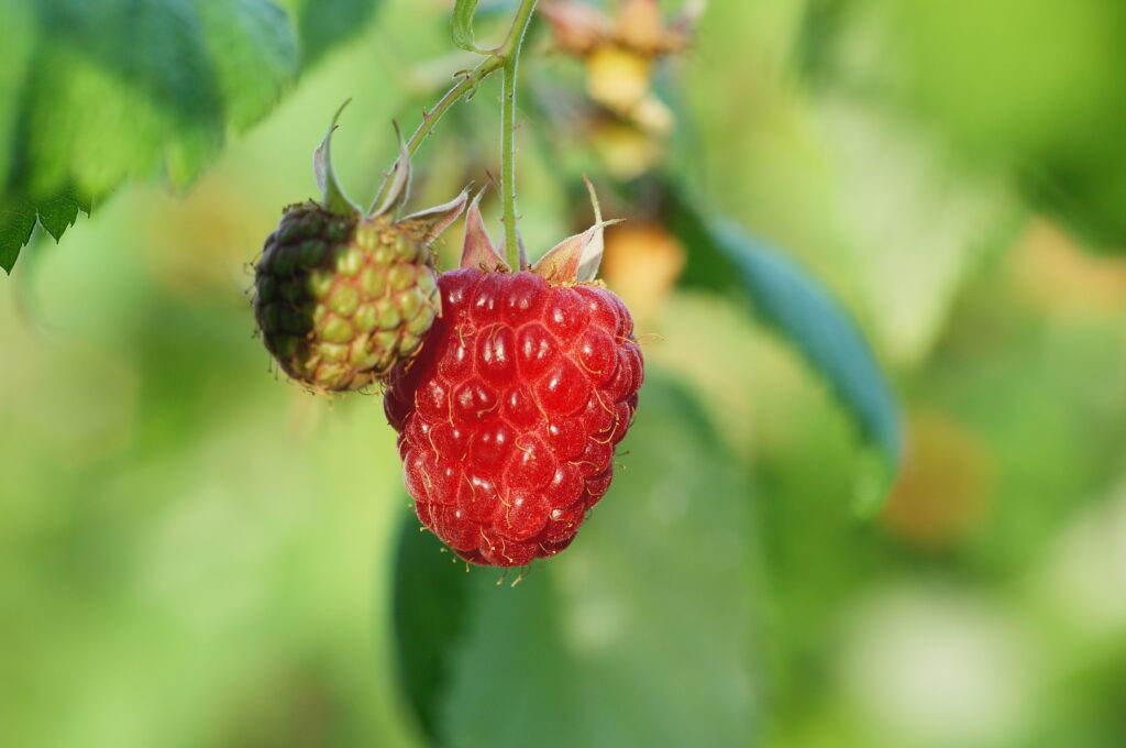 Vibrant Raspberry Macro Wallpaper with Lush Green Background
