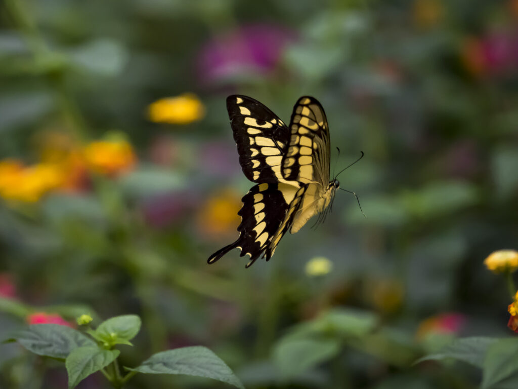 Vibrant Swallowtail Butterfly Macro Wallpaper with Colorful Flowers