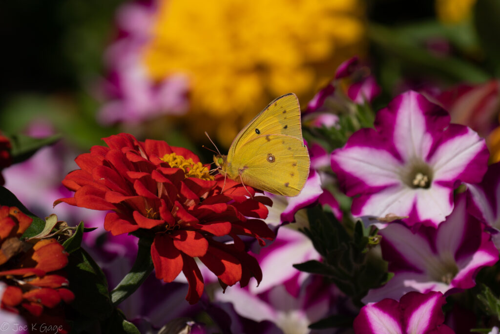Vibrant Macro Wallpaper: Yellow Butterfly on Red Flower in Garden