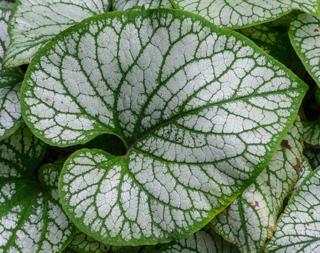 Vibrant Brunnera Macrophylla Leaves: Intricate Mosaic Wallpaper