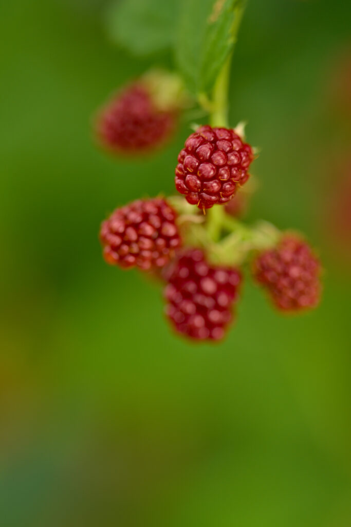 Vibrant Macro Ripe Red Raspberries Wallpaper with Green Background