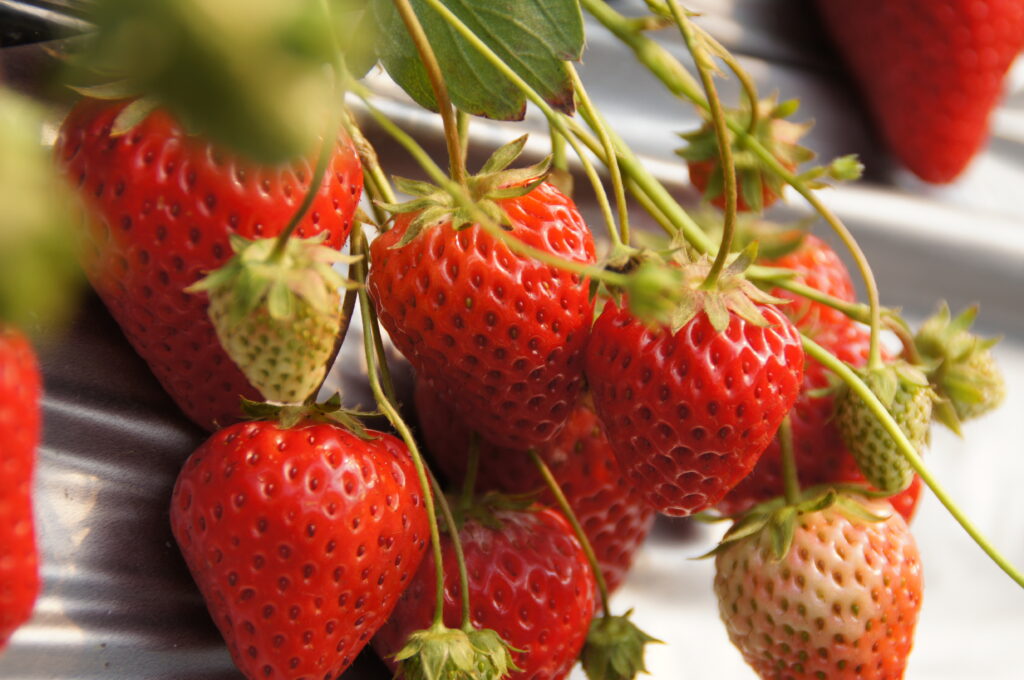 Vibrant Macro Wallpaper: Ripe Red Strawberries & Green Leaves Texture