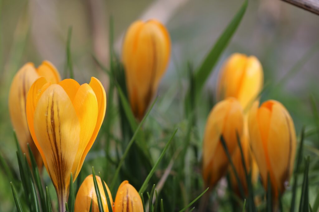 Vibrant Orange Crocus Flowers in Lush Green Grass - Spring Wallpaper