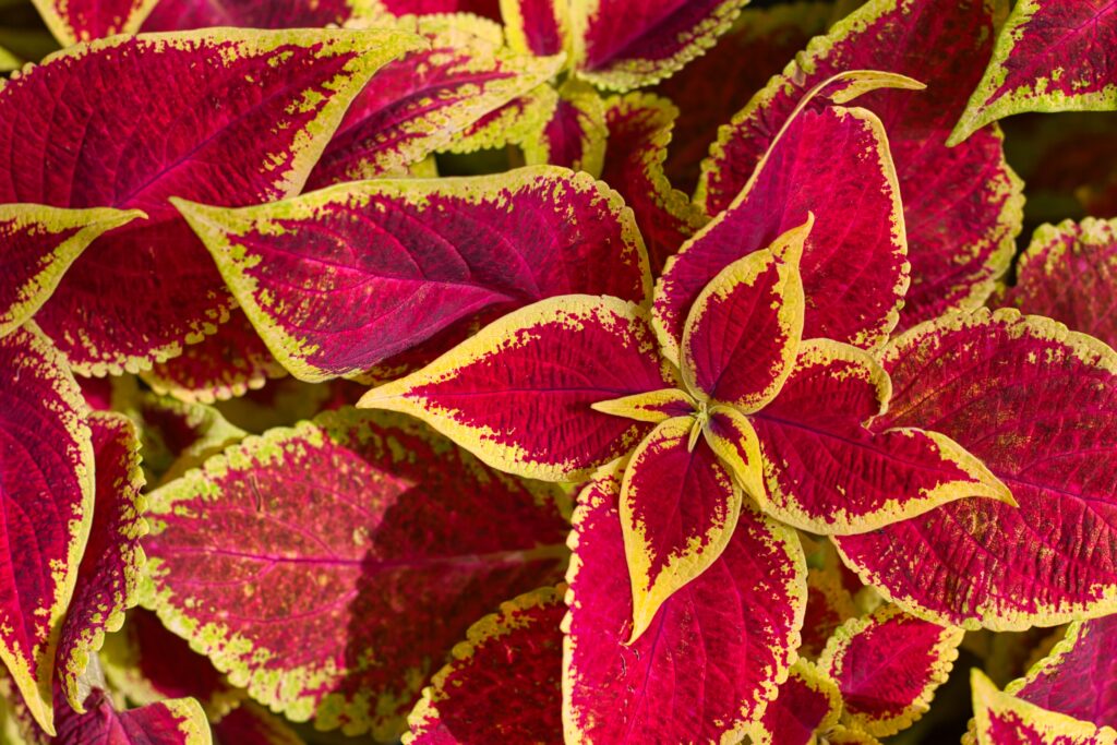 Vibrant Macro Wallpaper: Intricate Red & Yellow Leaf Patterns
