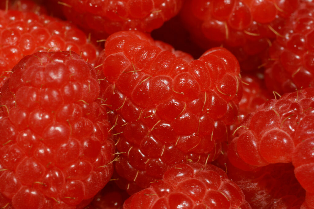 Vibrant Macro Wallpaper: Ripe Red Raspberries in Stunning Detail