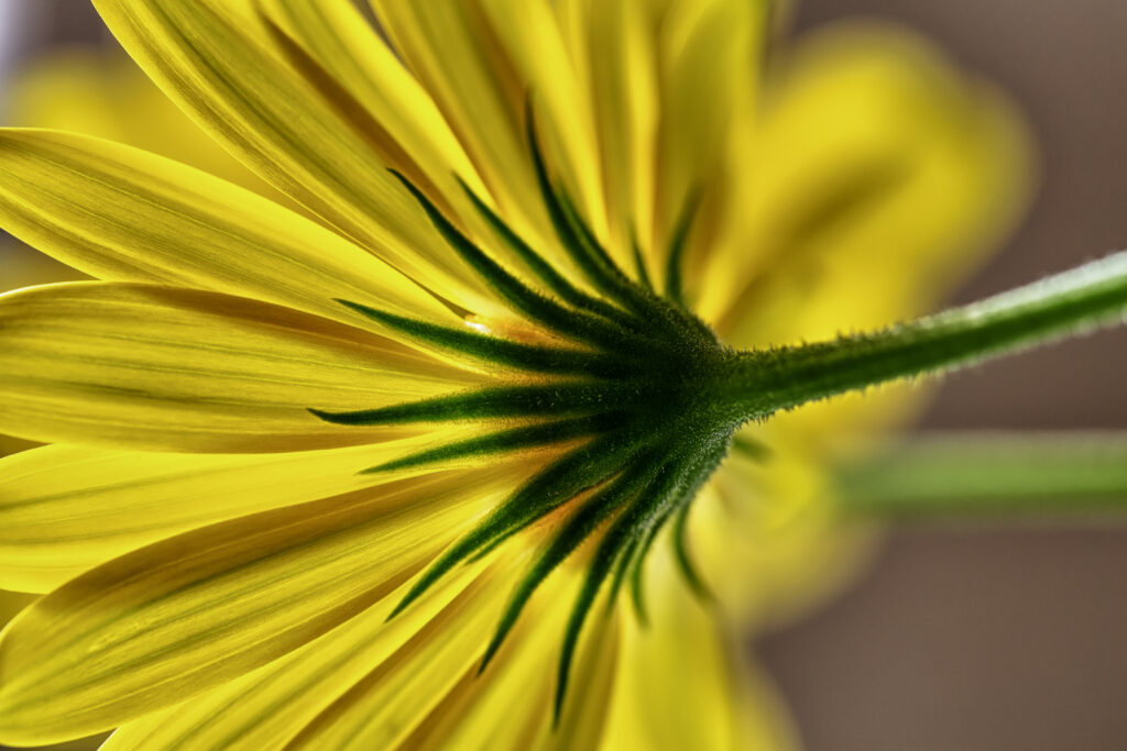 Vibrant Yellow Flower Macro: Detailed Petals & Green Stem Wallpaper