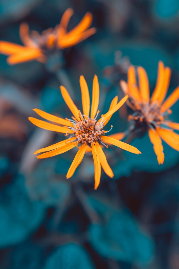 Vibrant Yellow Flower Macro: Delicate Petals & Lush Green Wallpaper