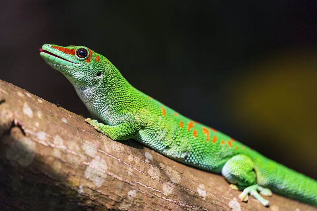 Madagascar Gecko Close-Up: Vibrant Wallpaper with Textured Bark