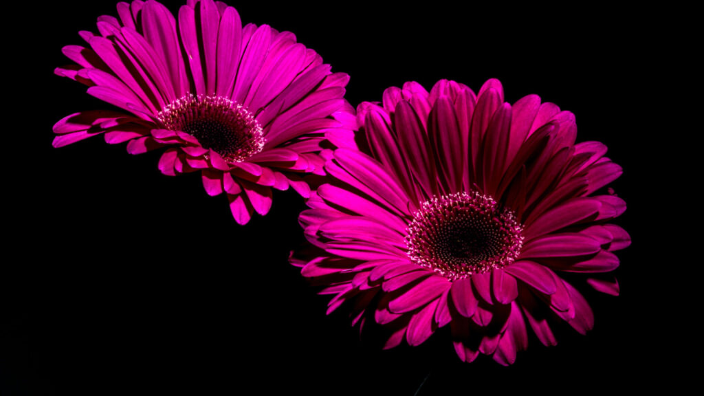 Vibrant Magenta Gerbera Daisies on Bold Black Background - 4K Wallpaper