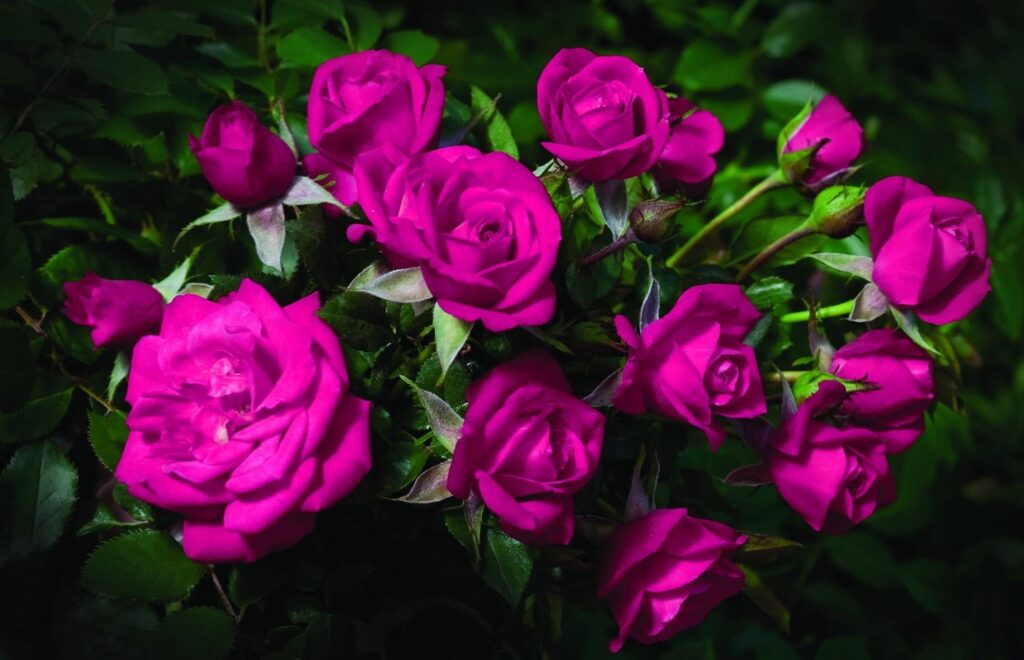 Vibrant Magenta Roses Wallpaper on Lush Green Background