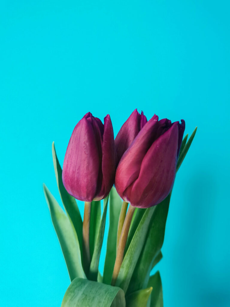 Vibrant Magenta Tulips on Turquoise Wallpaper Background