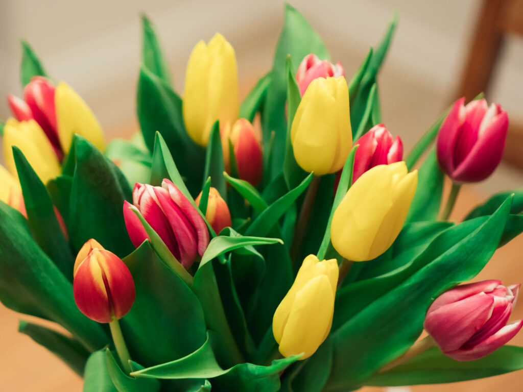 Bright Magenta & Yellow Tulip Wallpaper - Fresh Spring Background