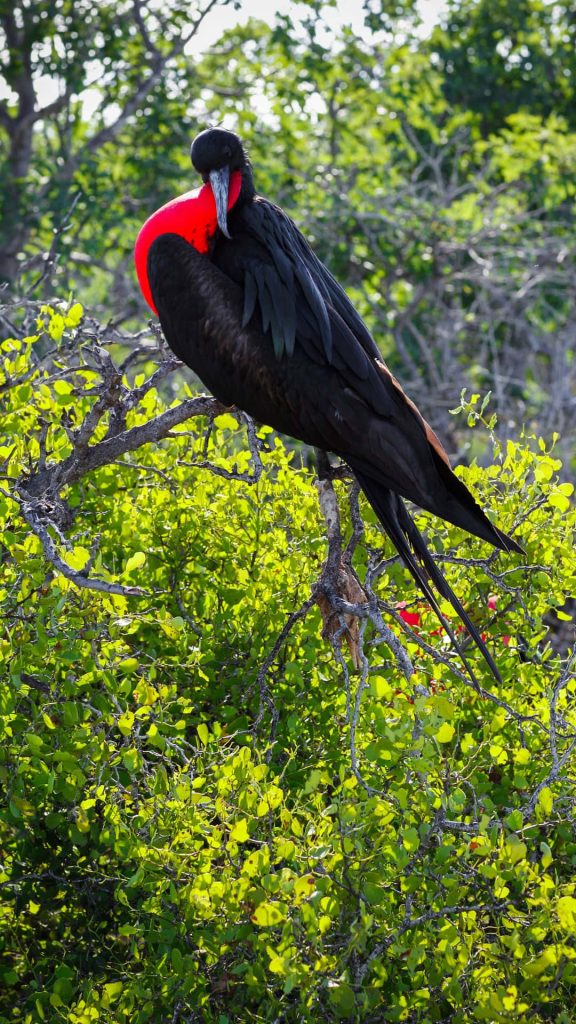 Male Magnificent Frigatebird with bright red gular sac perched on branch in green forest background Wallpaper