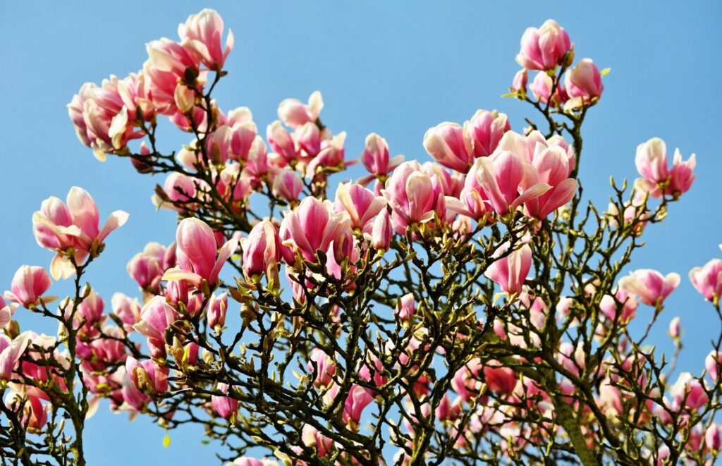 Spring Magnolia Blossom Wallpaper: Vibrant Pink & White Against Blue Sky