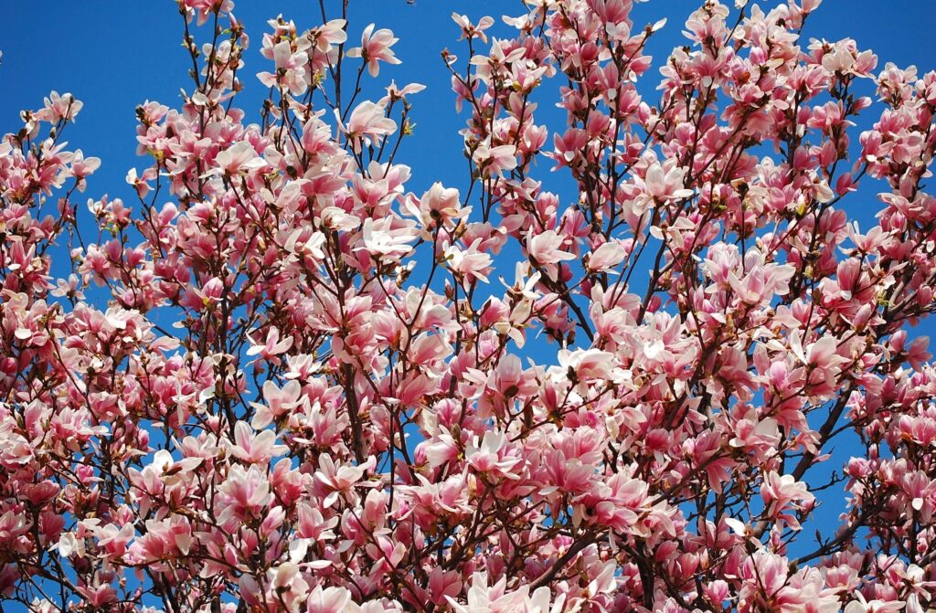 Vibrant Magnolia Blossoms Against a Bright Blue Sky – Stunning Wallpaper