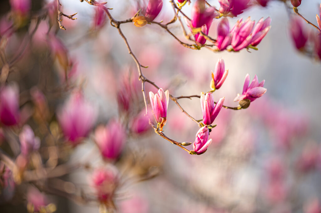 Magnolia Flowers Bloom: Vibrant Pink Petals in Macro Background Wallpaper