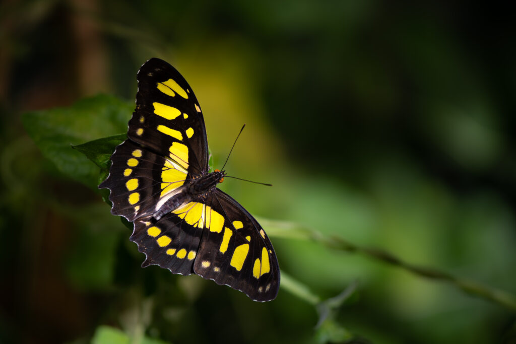 Vibrant Malachite Butterfly Wallpaper: Yellow & Black Patterns