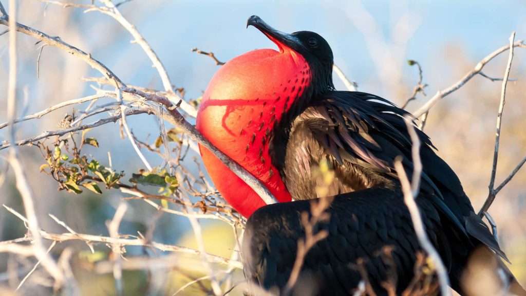 Male Frigatebird with vibrant red inflated gular sac perched on bare branches in natural light Wallpaper