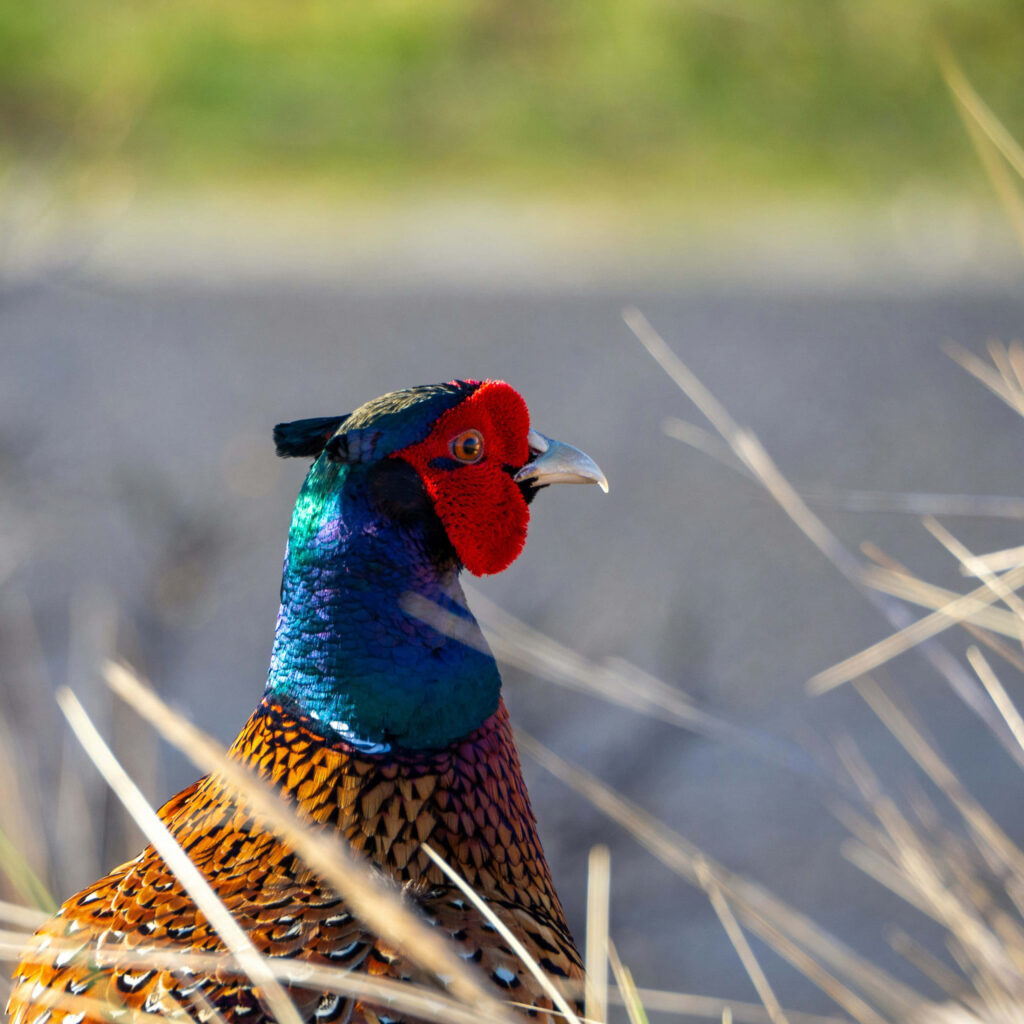 Vibrant Male Pheasant in Natural Habitat - Stunning Wallpaper