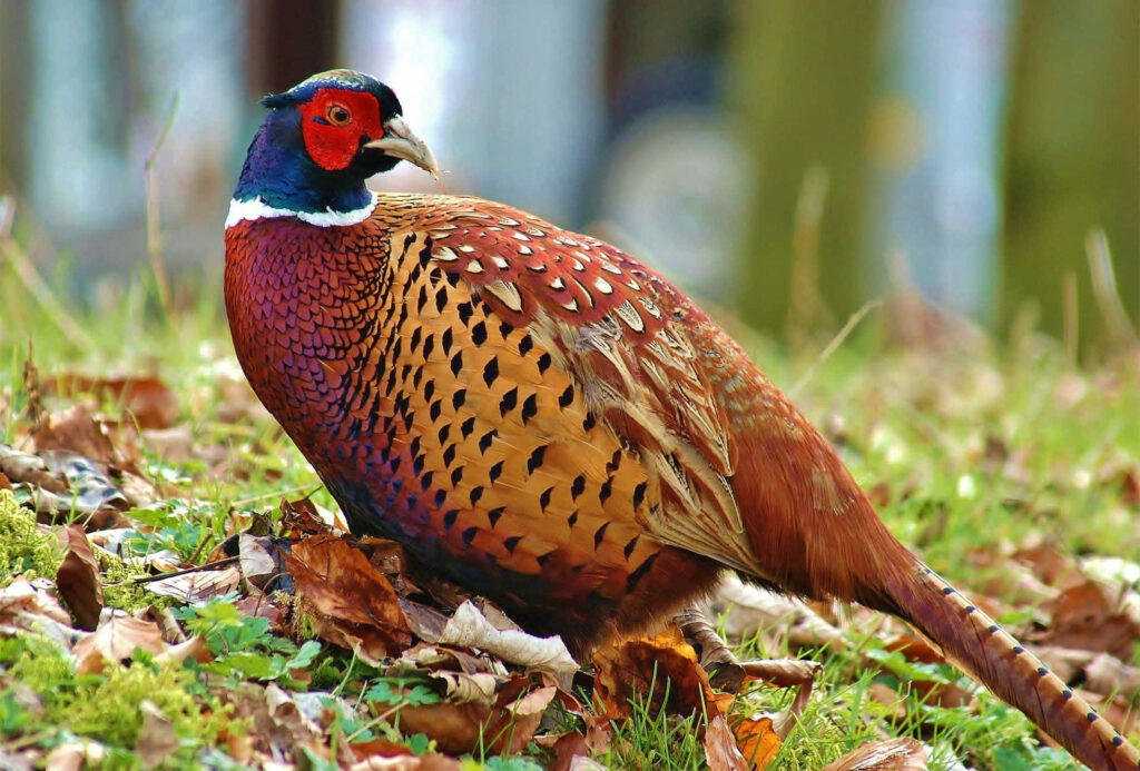 Vibrant Male Pheasant Amid Lush Greenery - Nature Wallpaper