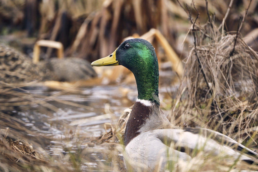 Vibrant Mallard Duck Close-Up Wallpaper in Tranquil Natural Setting