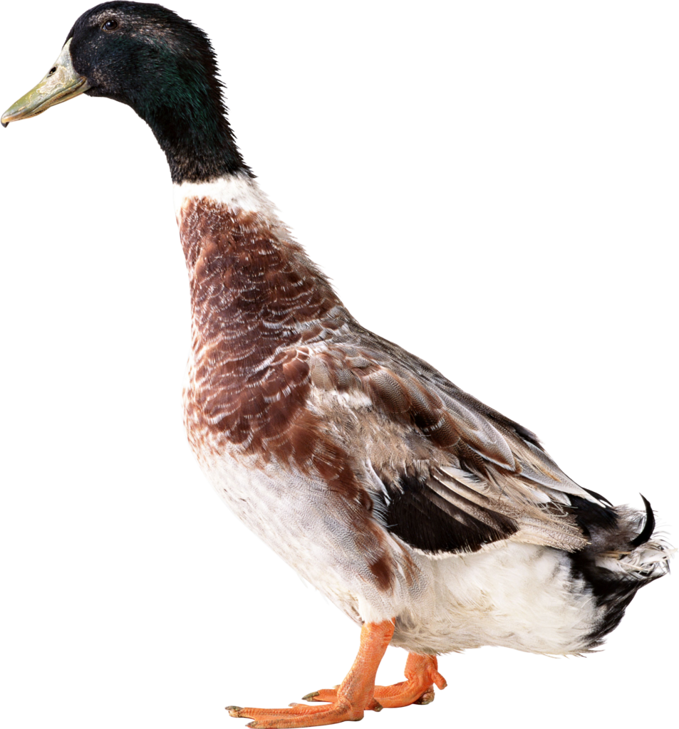 Vibrant Mallard Duck Profile Wallpaper with Transparent Background