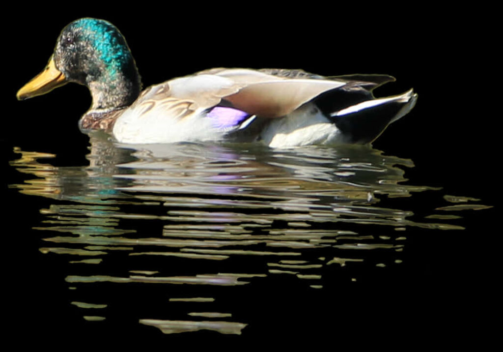 Vibrant Mallard Duck on Reflective Water: Serene Dark Background Wallpaper