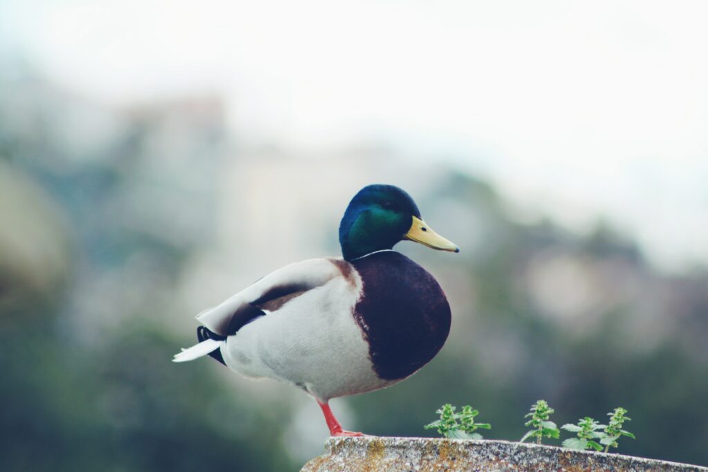 Vibrant Mallard Duck Wallpaper: Tranquil Nature Background