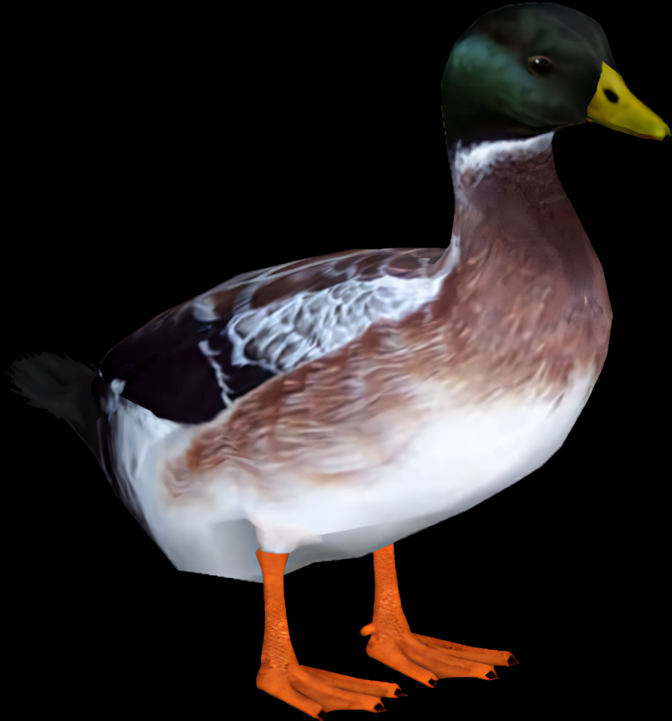 Vibrant Mallard Duck Wallpaper on Solid Black Background