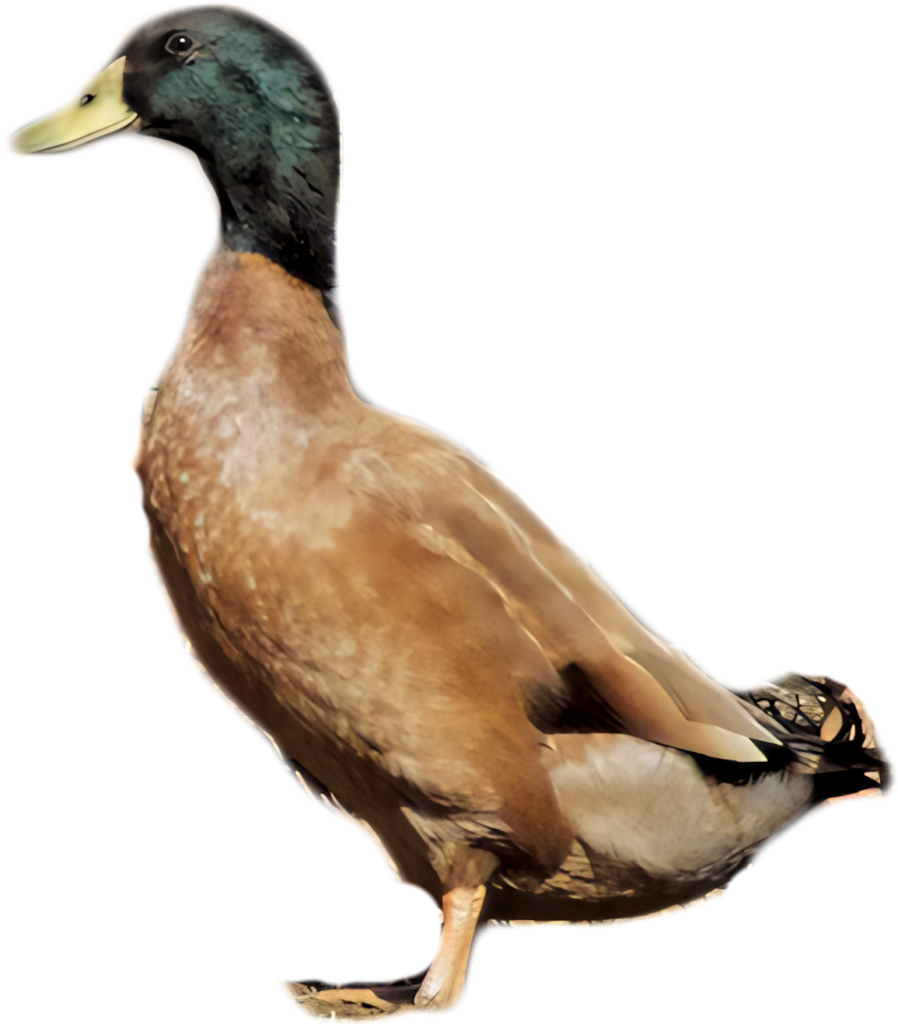 Vibrant Mallard Duck Profile Wallpaper on Transparent Background