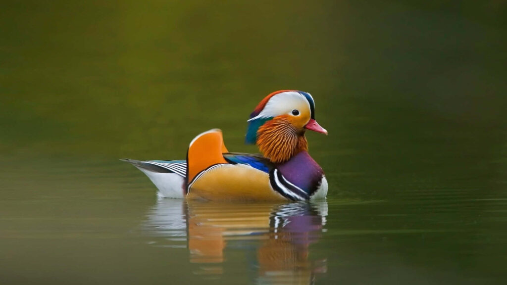 Vibrant Mandarin Duck Wallpaper on Serene Water Background