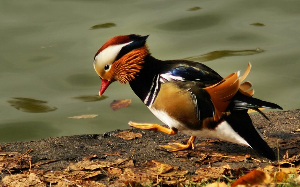 Vibrant Mandarin Duck Wallpaper: Serene Pond Scene Background