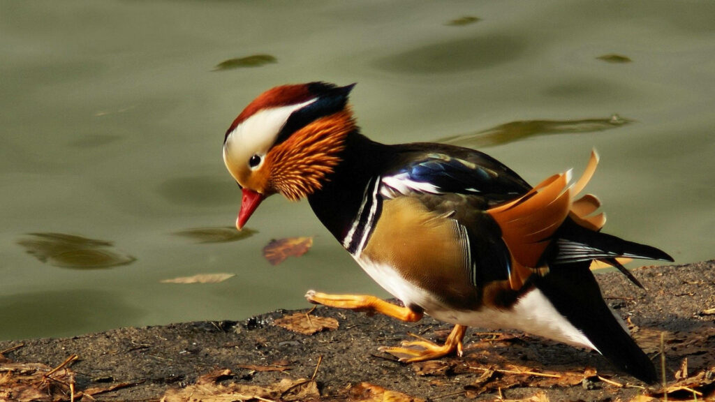 Vibrant Mandarin Duck by Serene Water: Nature's Colorful Beauty Wallpaper