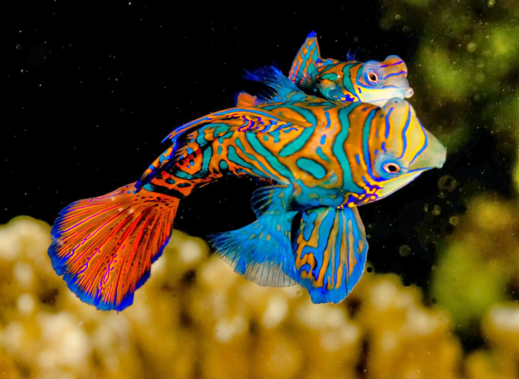 Colorful Mandarin Fish Wallpaper: Vibrant Neon Patterns on Dark Background