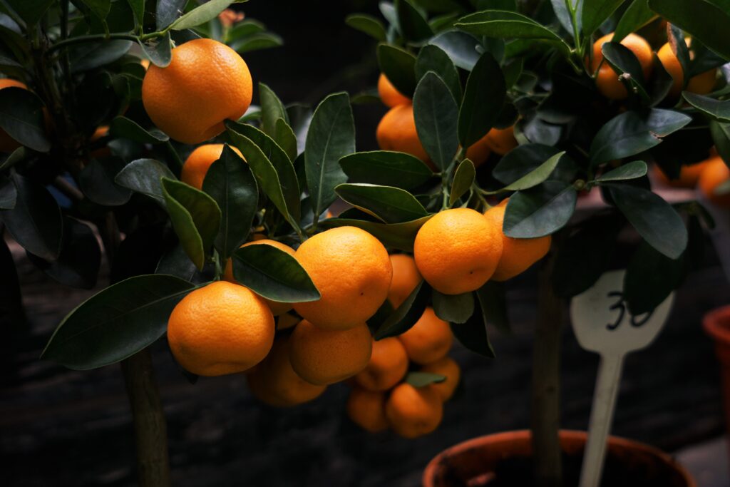 Vibrant Mandarin Oranges Wallpaper: Fresh Green Branches Background