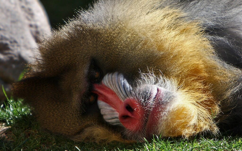 Vibrant Mandrill Close-Up: Colorful Face on Grass Wallpaper