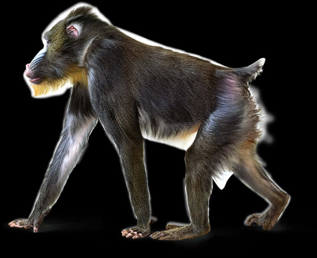 Vibrant Mandrill Profile Wallpaper on Black Background