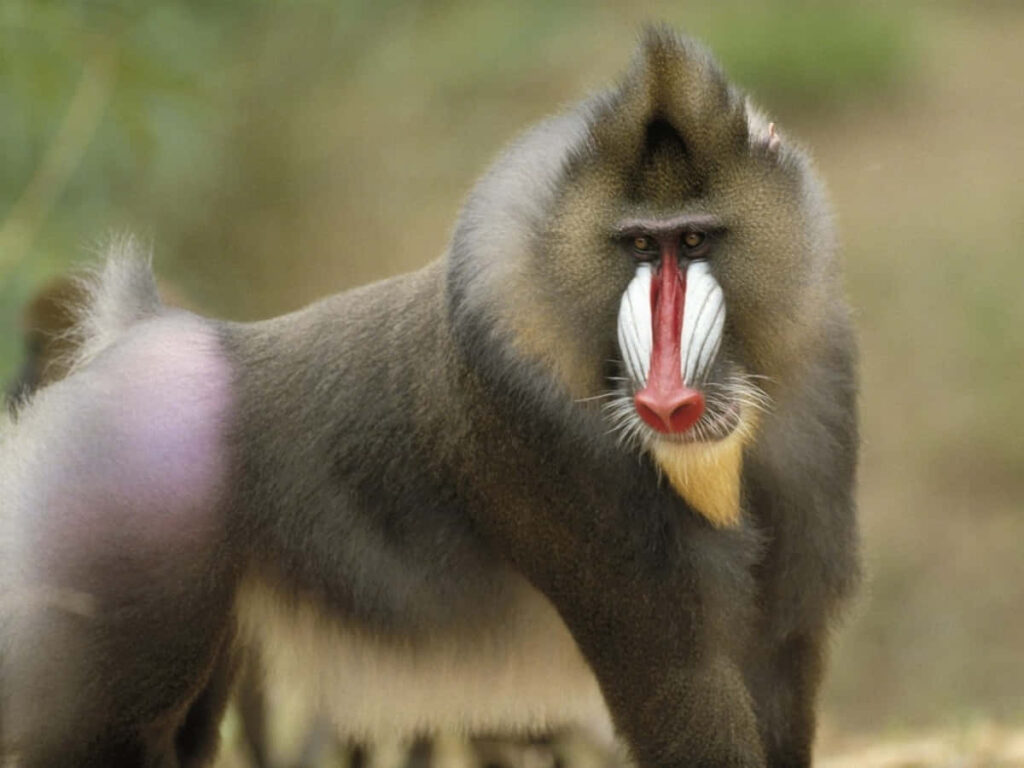 Vibrant Mandrill Wallpaper: Intimate Nature Background Art