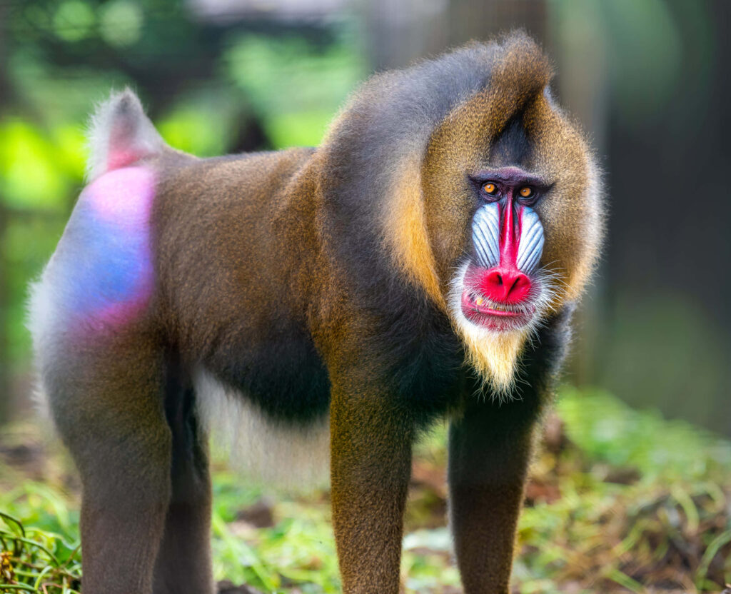 Vibrant Mandrill Wallpaper: Stunning Colorful Face & Fur Details